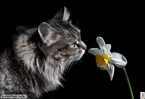 Пушистая кошка нюхает цветок нарцисс. Сайт бесплатных знакомств в городе Кострома